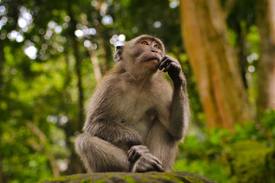 A monkey, thinking