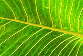 A leaf with multiple branching veins