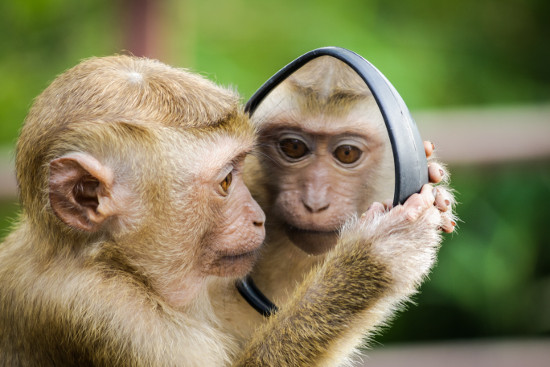 Monkey looking into a mirror