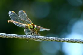 A lightweight, zippy dragonfly